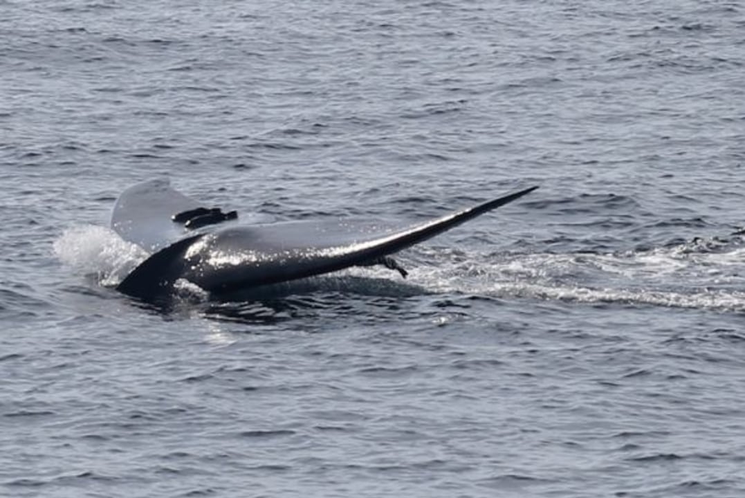 blue whales off the coast of Mirissa, sandy beaches of Mirissa, coastal town of Mirissa