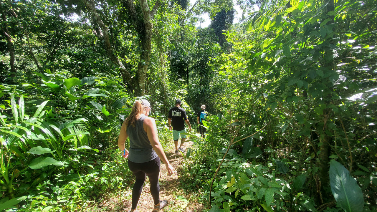 El Yunque National Forest, hardwood tree trails, riverbed pools, majestic waterfalls