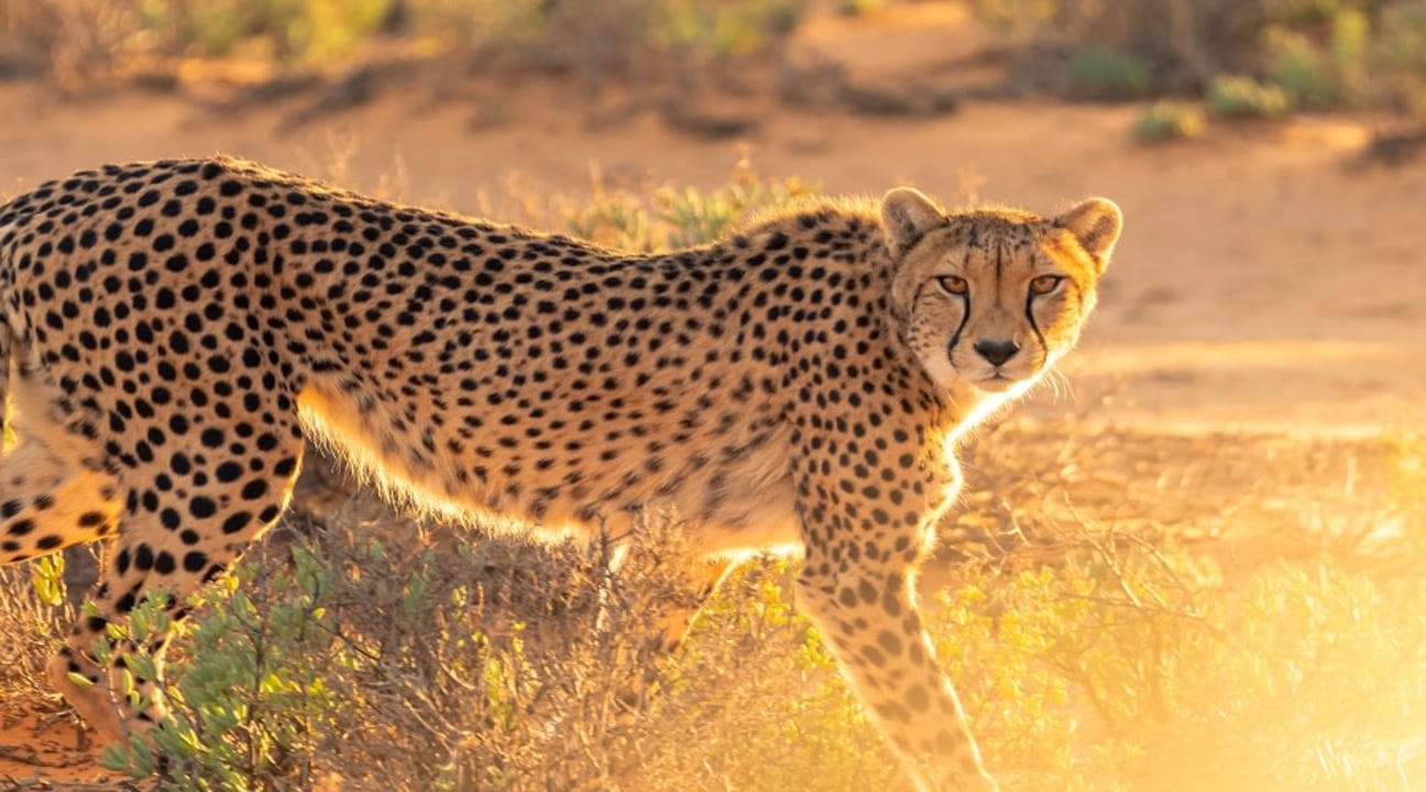 Lake Manyara National Park, tree-climbing lions, pink flamingos