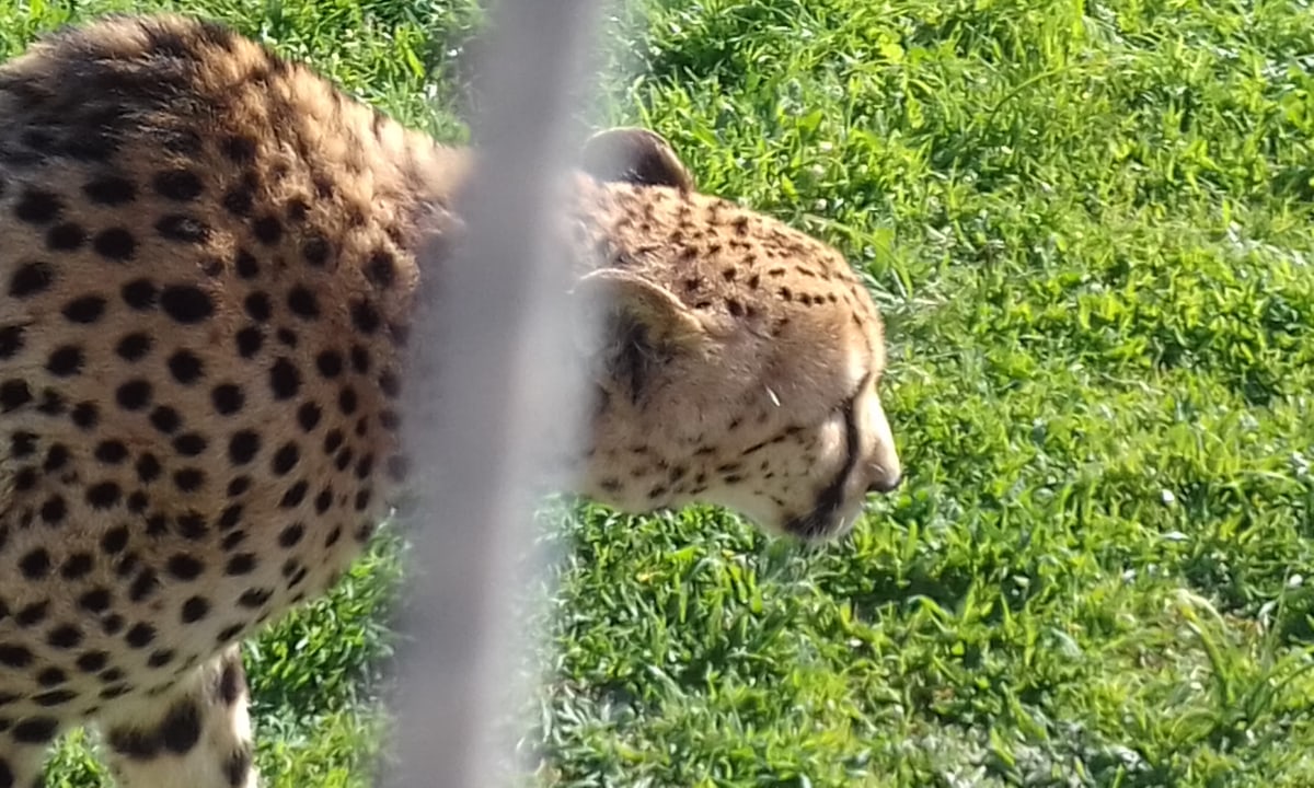 a cheetah rehabilitation and rescue centre, Stony Point Penguin Colony, Hermanus cliffs