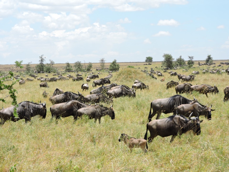 Tarangire National Park, Lake Manyara National Park, Ngorongoro Crater, Serengeti National Park