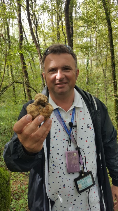 Truffle hunt in the forest, walking tour of Motovun, Motovun city walls