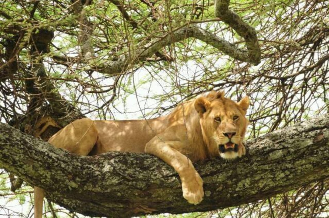 Masai Mara grasslands, Great Rift Valley viewpoint, Mount Longonot vistas, Mara River picnic site