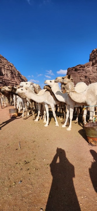 Jabal Safina, Bajdah Arch, Neom Caves, Secret Garden canyon