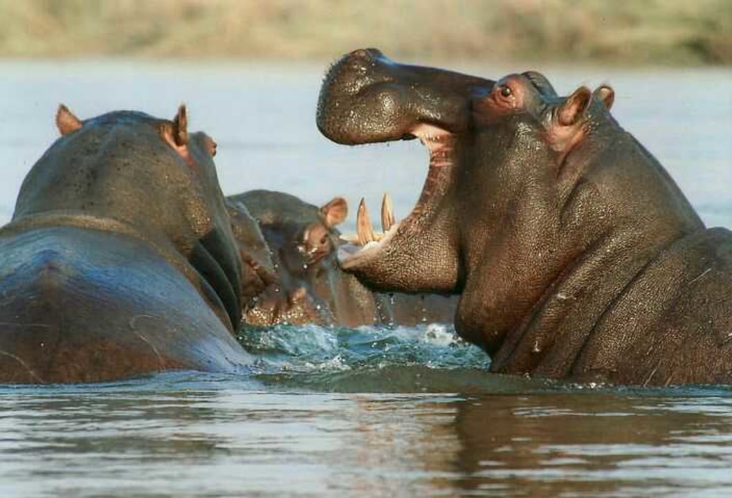 Cape Town, private game reserve, elephants, rhinos