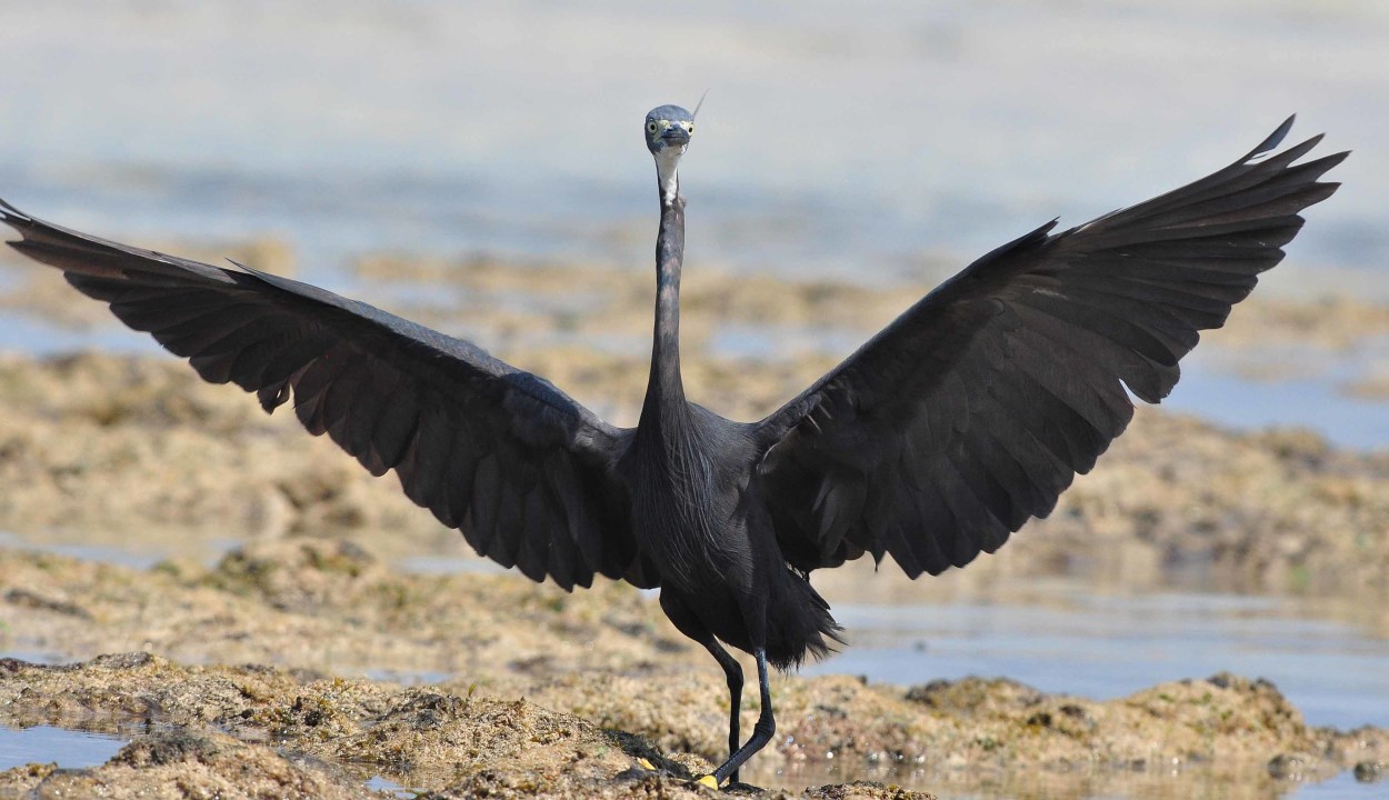 Mikumi National Park game drives, Ruaha National Park plains, Selous Game Reserve boat safari