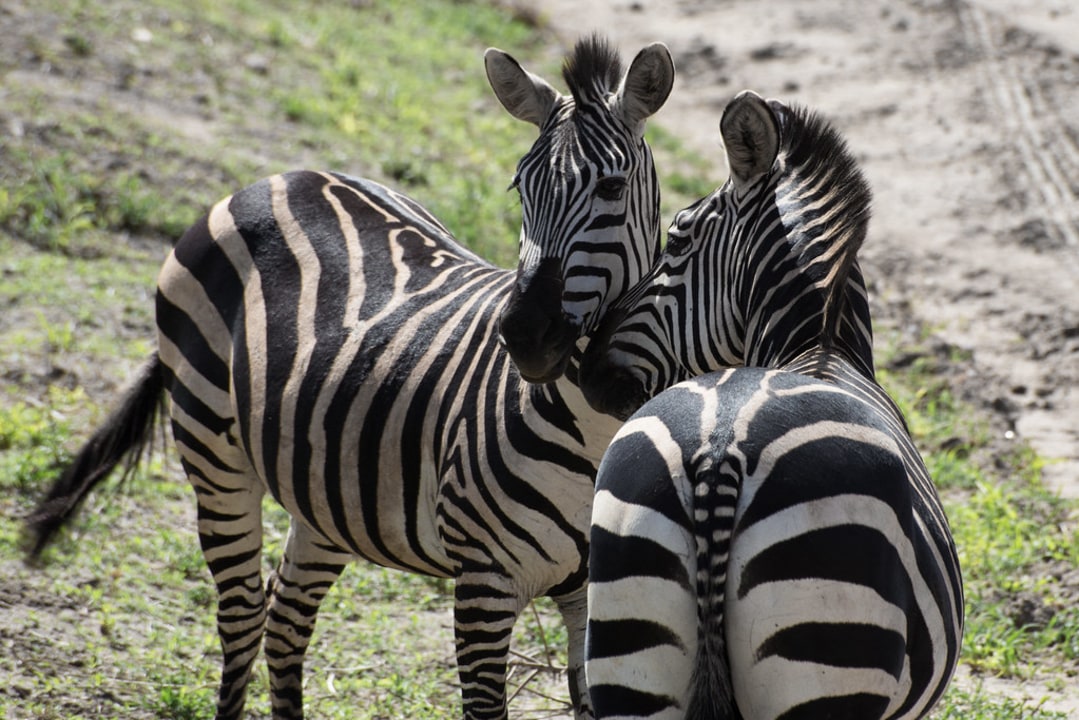 Lake Manyara, Serengeti Plains, Ngorongoro Crater