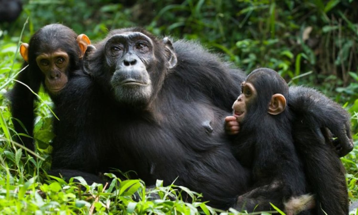 Queen Elizabeth National Park, Kazinga Channel boat game drive, Katwe Salt Lake nature walk, Ishasha tree-climbing lions