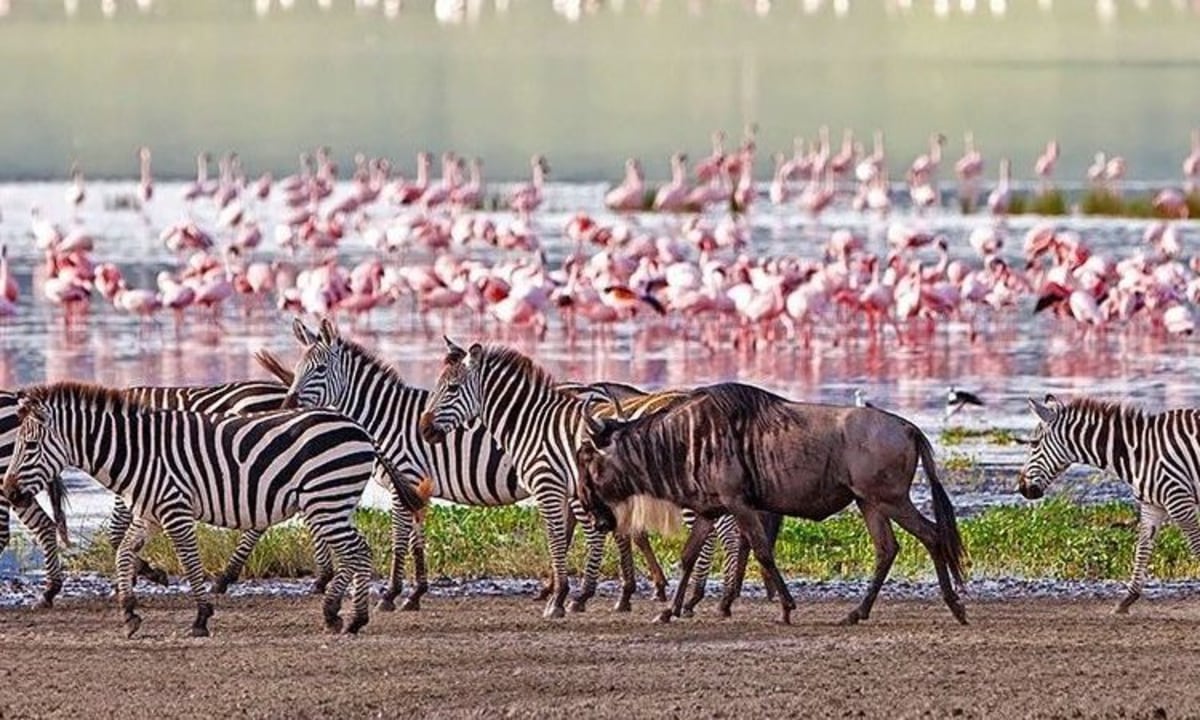 Lake Manyara National Park, Great Rift Valley escarpment, tree-climbing lions
