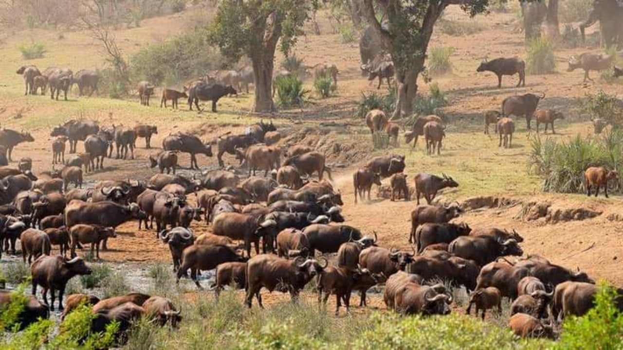 Chobe River, Chobe National Park, Victoria Falls