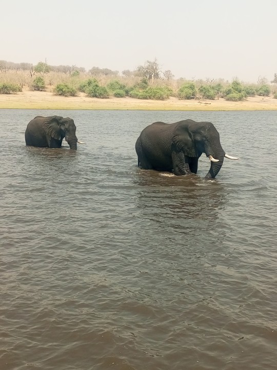 Hwange National Park game drives, Chobe River boat cruises, Zambezi River sunset, Victoria Falls Big Tree