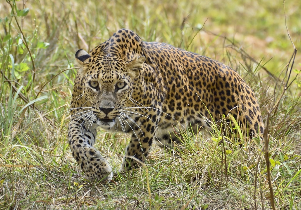 Serengeti National Park, Ngorongoro Crater, Tarangire National Park