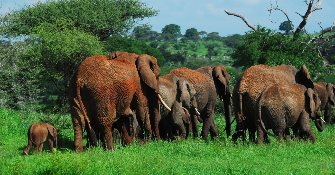 Serengeti National Park, Ngorongoro Crater, Usambara Mountains, Zanzibar Island