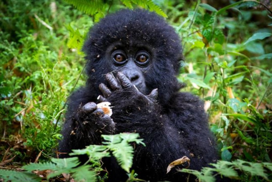Gorilla Trekking in Volcanoes National Park, Golden Monkey Trekking in Volcanoes National Park, Kigali Genocide Memorial