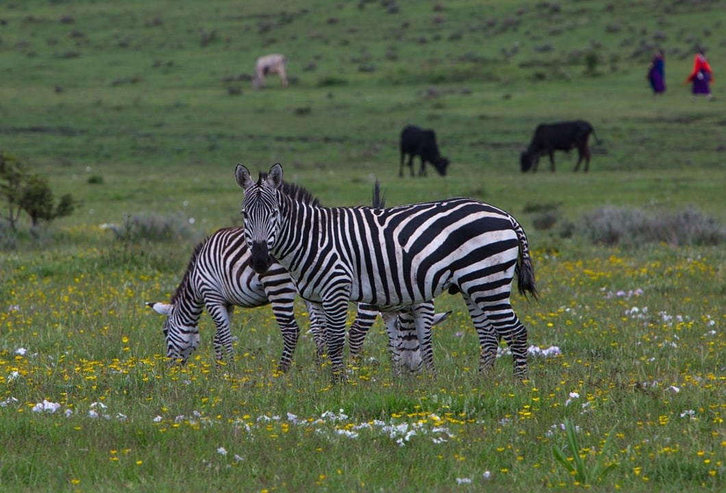 Lake Manyara National Park, Serengeti National Park, Ngorongoro Crater