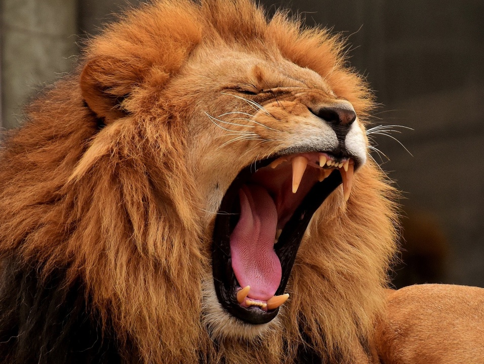 Pilanesberg Nature Reserve savannah, Lion Park predator camps, Chameleon African Craft Market