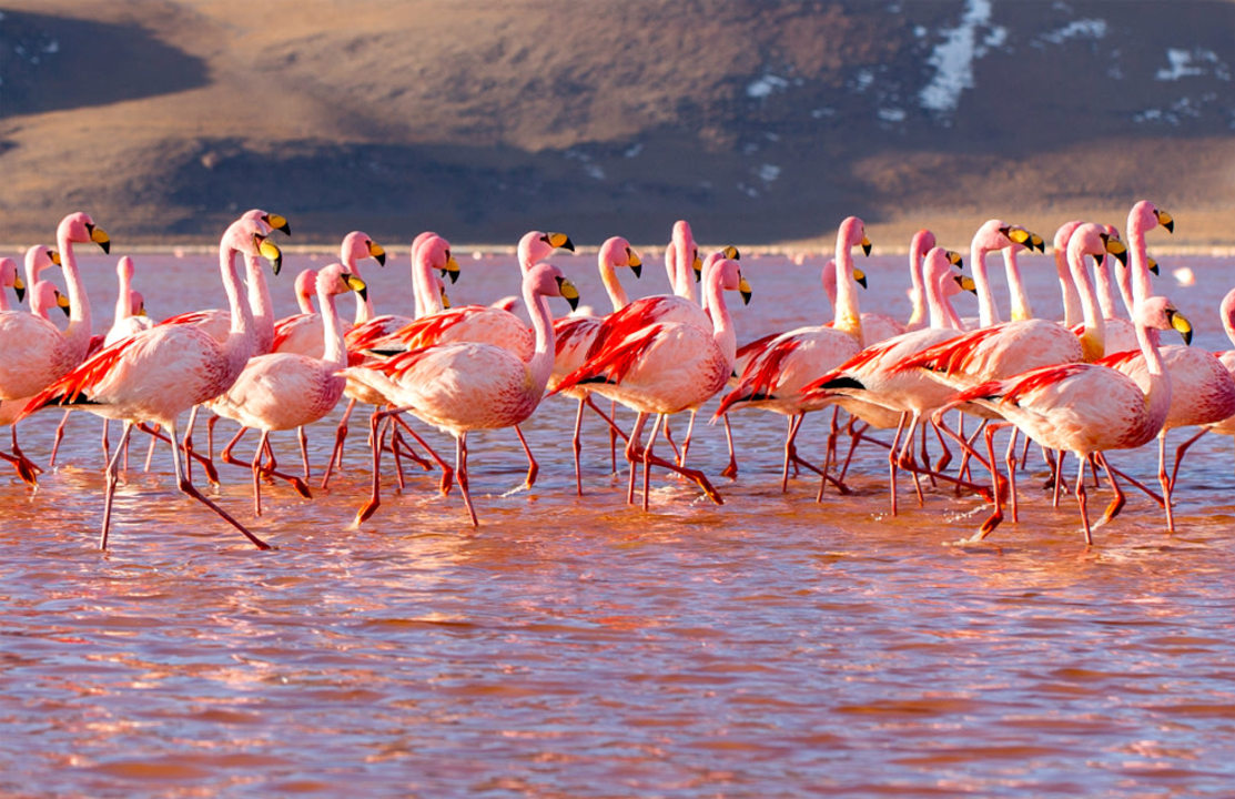 Salar de Uyuni, Incahuasi Island, Laguna Colorada, Laguna Verde