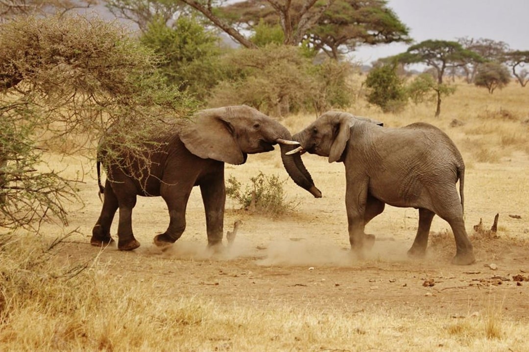 Seronera River Valley big cat country, Grumeti River crossings, Mara River crossings, Ndutu calving plains