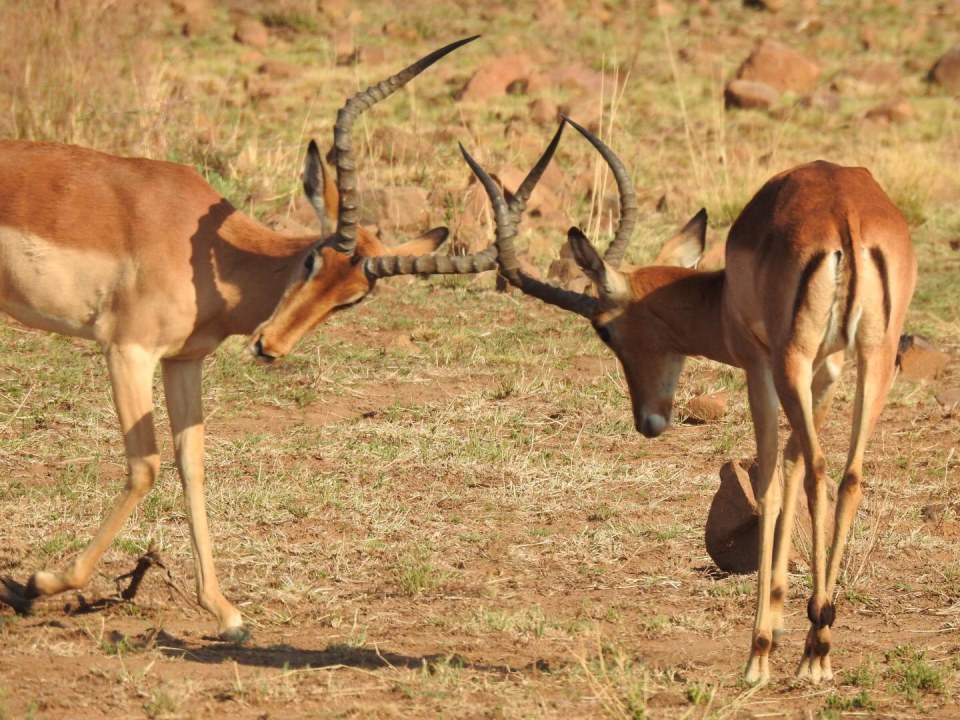 Kruger National Park safaris, Blyde River Canyon, Panorama Route