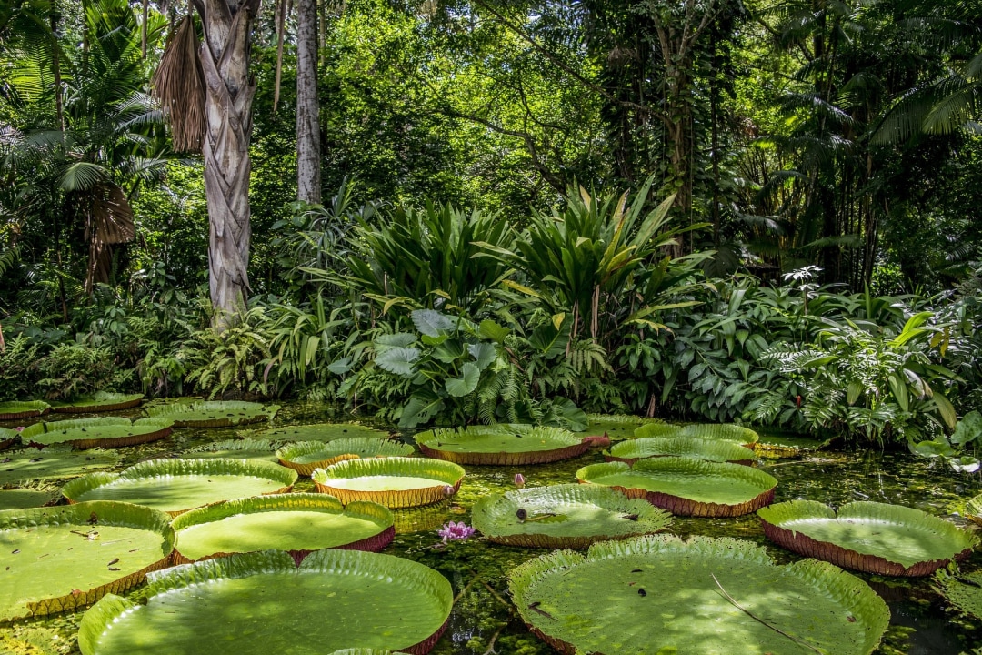 confluence of the Nanay River and the Amazon, Fundo el Pedrito, Momon River, Butterfly farm