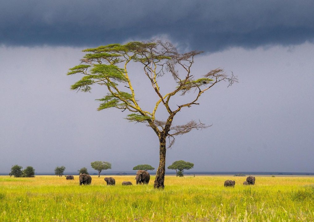 Ol Pejeta Conservancy Laikipia plains, Lake Naivasha shore, Masai Mara savannah