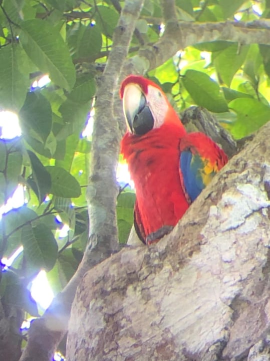Carara National Park, mangrove area, Tarcoles
