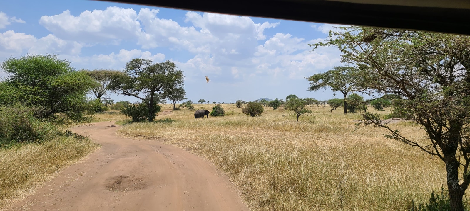 Tarangire National Park, Seronera area of central Serengeti, Ngorongoro Crater, Olduvai Gorge
