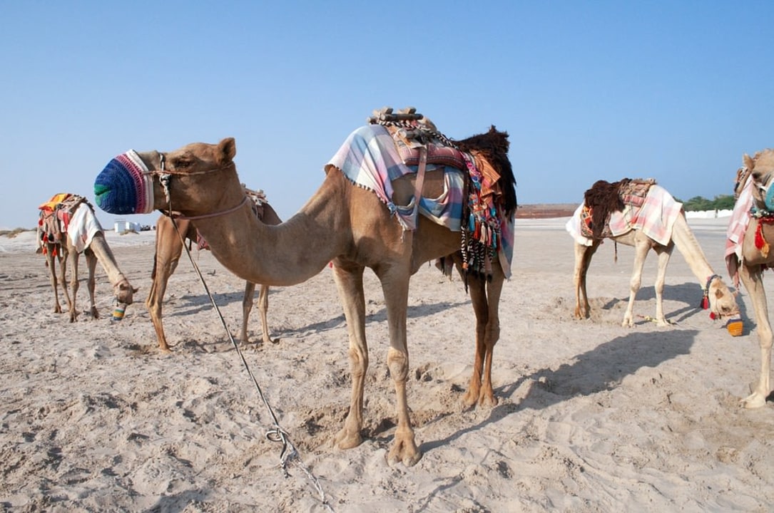 Khor Al Adaid, Arabian Desert dunes, Desert Camp