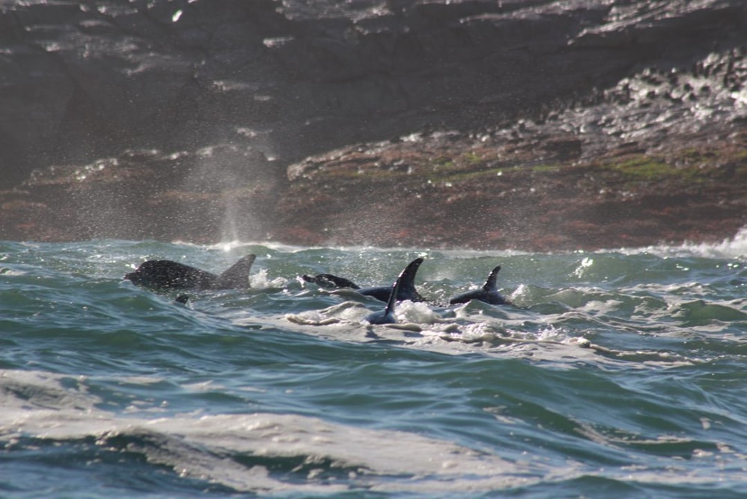 Algoa Bay's protected waters, St Croix Island penguin colony, Addo Elephant National Park
