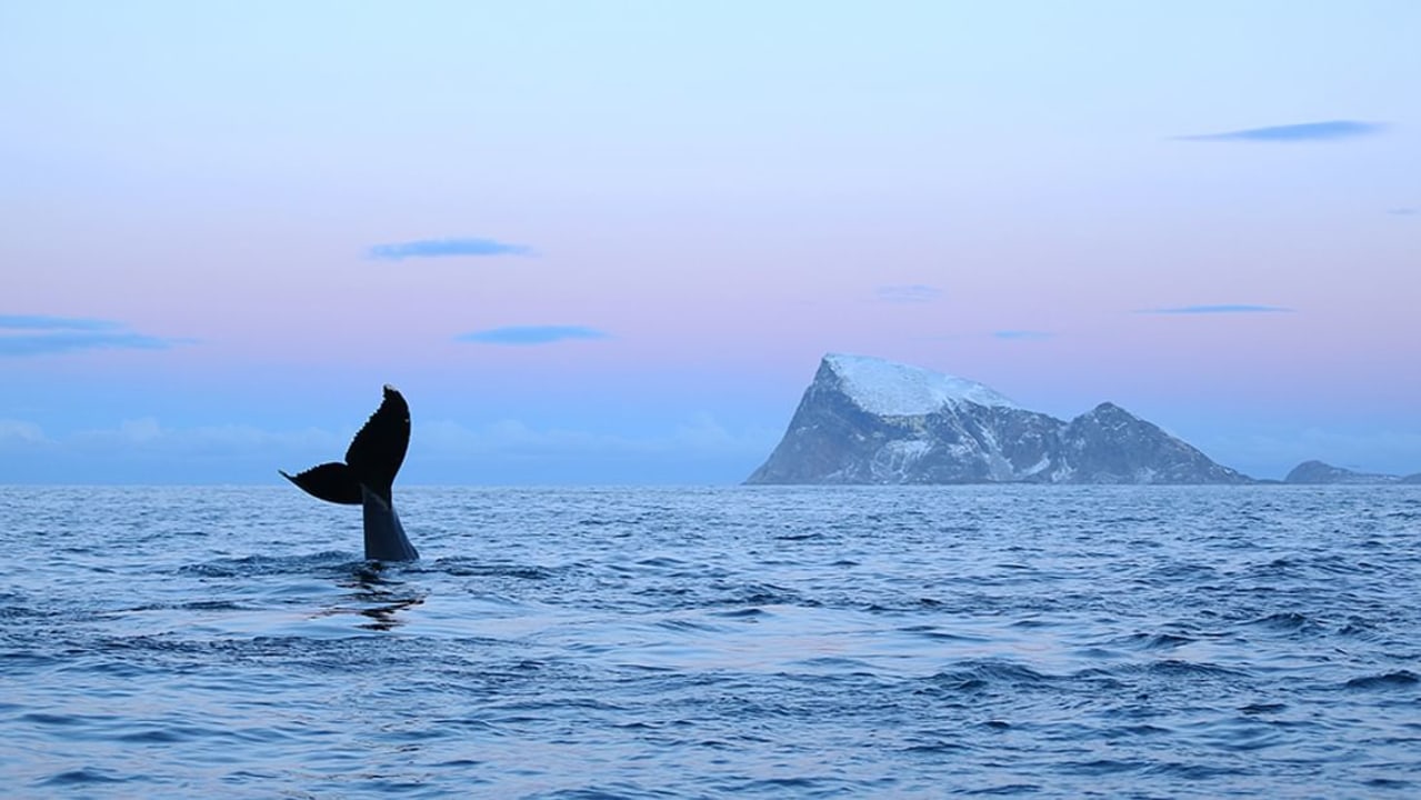 Rovaniemi road trip, Tromsø, Northern Lights, Whale-Watching expedition