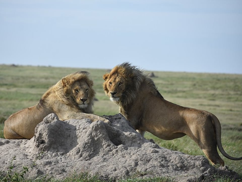 Lake Manyara, Seronera Valley, Ngorongoro Crater