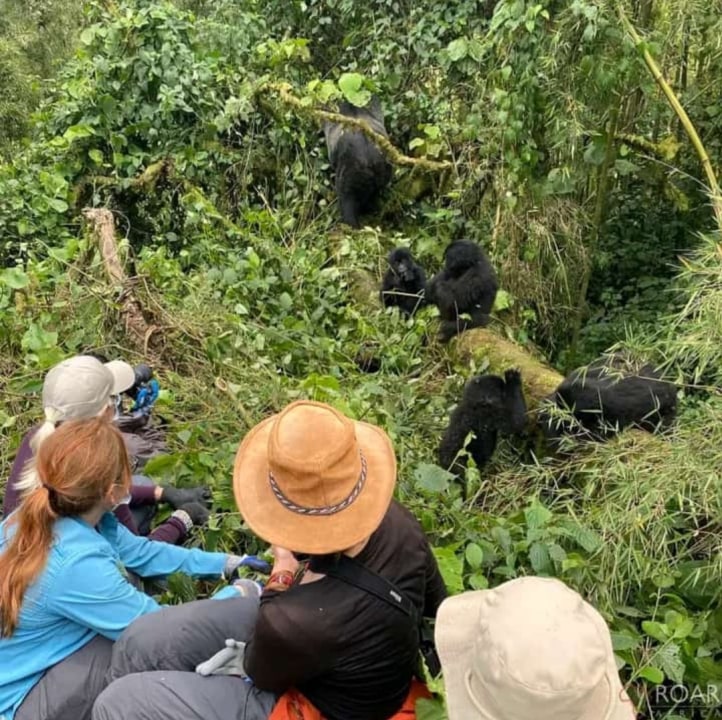 Nyungwe Forest National Park canopy, Lake Kivu islands, Volcanoes National Park views, Gorilla Guardians Village