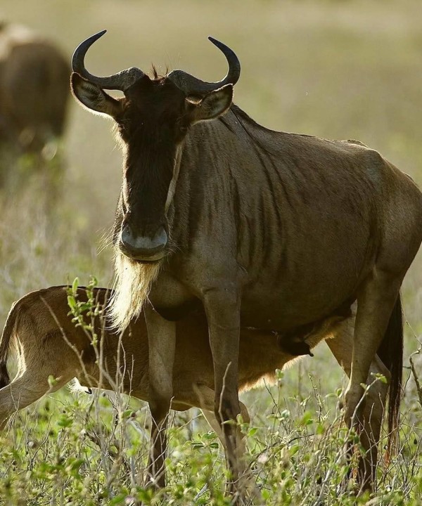 Tarangire National Park baobabs, Serengeti National Park plains, Ndutu calving season, Ngorongoro Crater rim