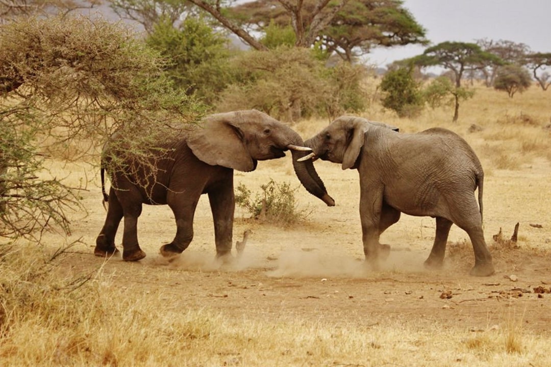 Tarangire National Park, Tarangire River, Seronera area, Ngorongoro Crater