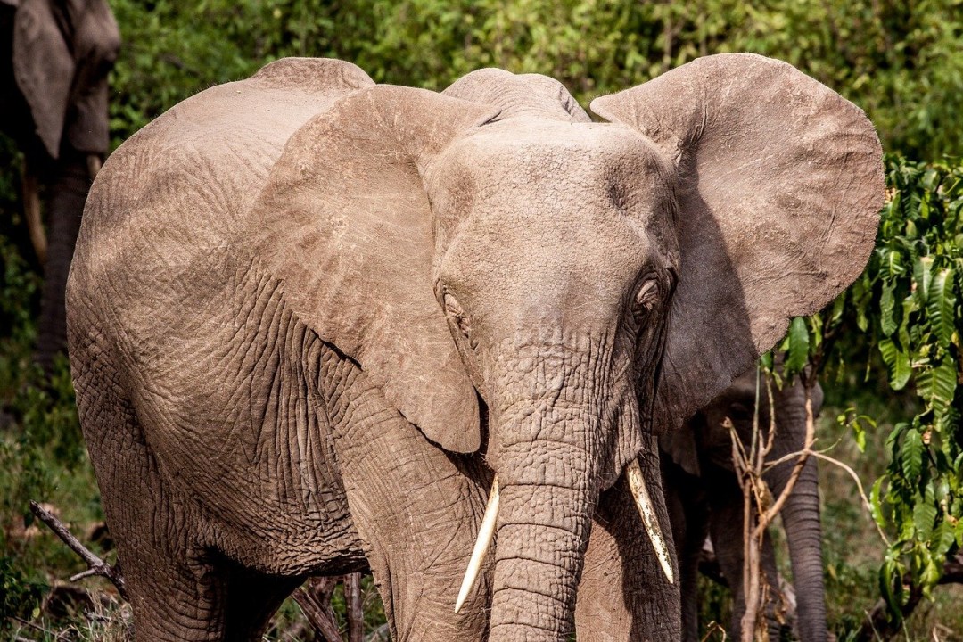 Nyerere National Park, Rufiji River boat safari, Dar es Salaam