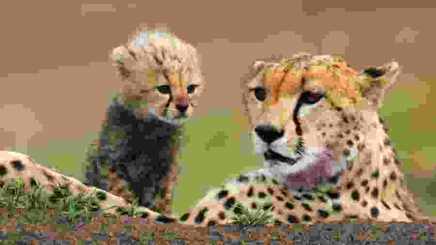 Cheetahs at Masai Mara