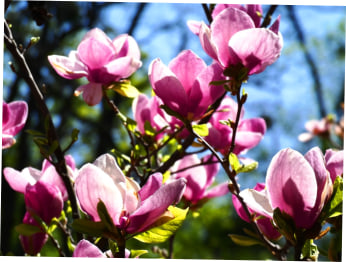 blog