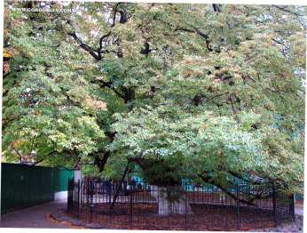 blog