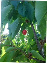 blog