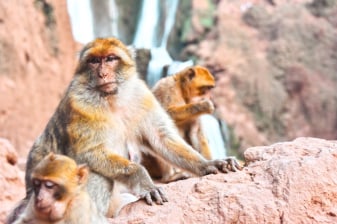 Full-Day Ouzoud Falls Tour from Marrakech with Bin El Ouidane
