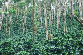 8-Hour Coffee Plantation Tour from Bogota to Fusagasugá