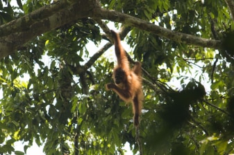 2-Day Bukit Lawang Jungle Trek with Camping and Bahorok Rafting