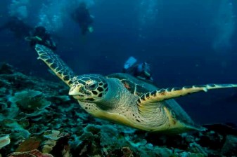 8-Hour Bunaken Island Snorkelling Tour from Manado with Lunch
