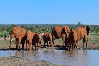 12-Hour Hluhluwe-iMfolozi Park Safari from Durban with Big 5 viewing