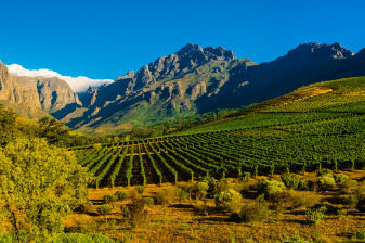 8-Hour Private Cape Winelands Tour with Franschhoek and Stellenbosch