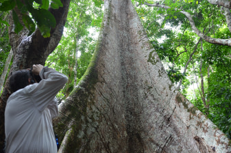 6-Hour Nature Walk in Tapajós National Forest with Belterra Visit