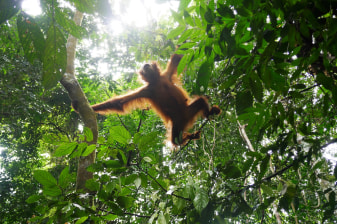 2-Day Gunung Leuser National Park Trek from Bukit Lawang with Camping