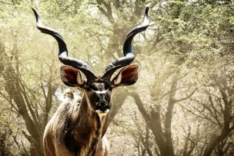 10-Day South Africa Safari with Soweto, Sun City and Sabi Sand