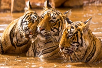 2-Day Panna Tiger Reserve Safari with Tribal Culture Experience