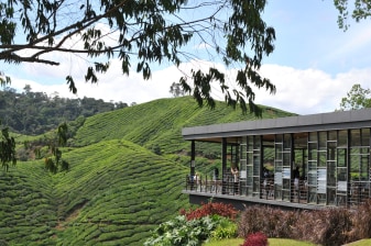 1-Day Cameron Highlands Tour with BOH Tea Centre and Strawberry Farm